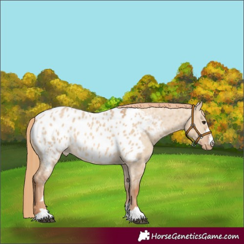 Horse Color:Red Dun Near Leopard Rabicano