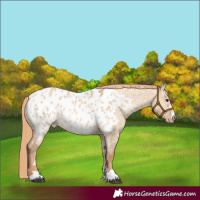 Horse Color:Red Dun Near Leopard Rabicano 
