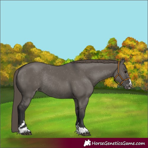 Horse Color:Grullo Appaloosa Rabicano 
