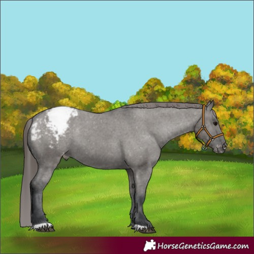 Horse Color:Grullo Appaloosa Rabicano 
