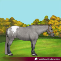 Horse Color:Grullo Appaloosa Rabicano 