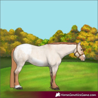 Horse Color:Red Dun Roan Frame Appaloosa Rabicano 