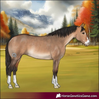 Horse Color:Bay Dun Rabicano 
