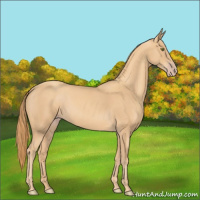 Horse Color:Gold Champagne