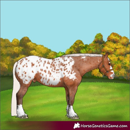 Horse Color:Silver Bay Appaloosa 