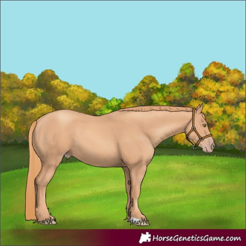 Horse Color:Gold Champagne 