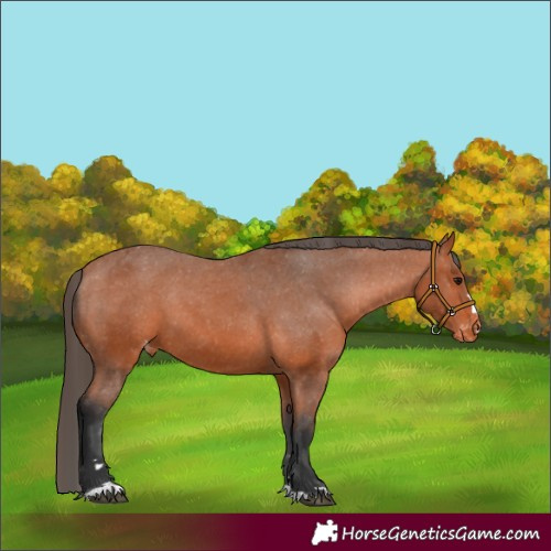 Horse Color:Bay Appaloosa 