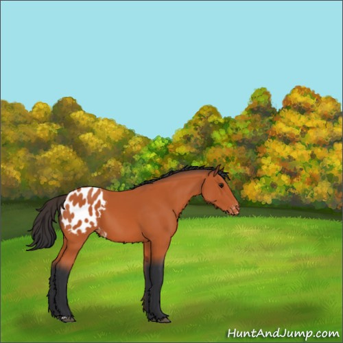 Horse Color:Bay Appaloosa 