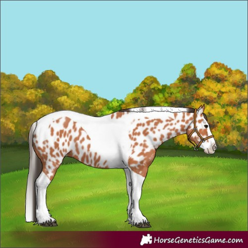 Horse Color:Bay Splash Tobiano Near Leopard 