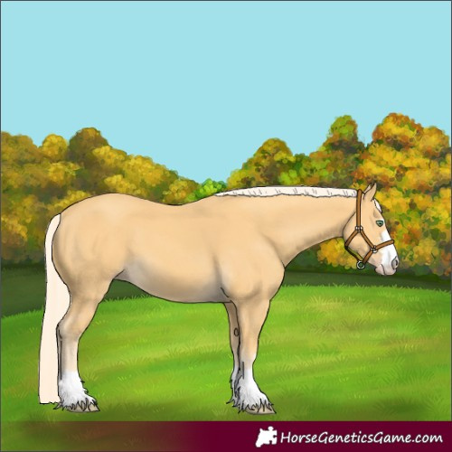 Horse Color:Gold Cream Champagne 