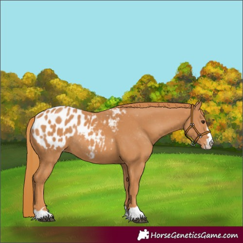 Horse Color:Chestnut Appaloosa Rabicano 