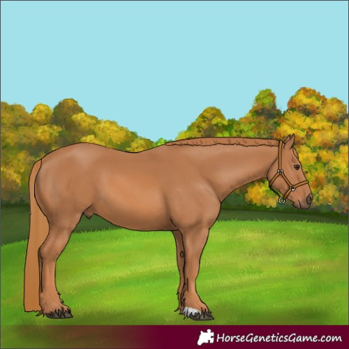 Horse Color:Chestnut 