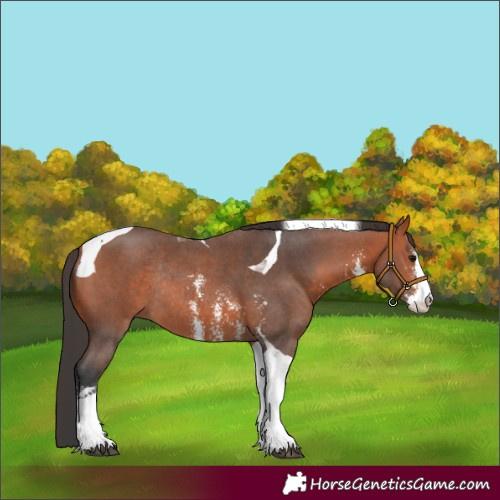 Horse Color:Bay Sabino Tobiano Rabicano 