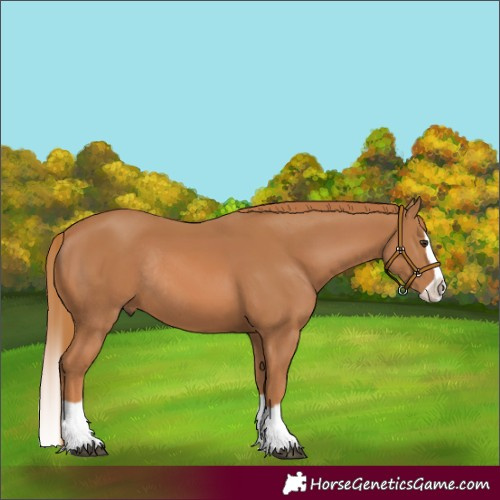 Horse Color:Unknown 