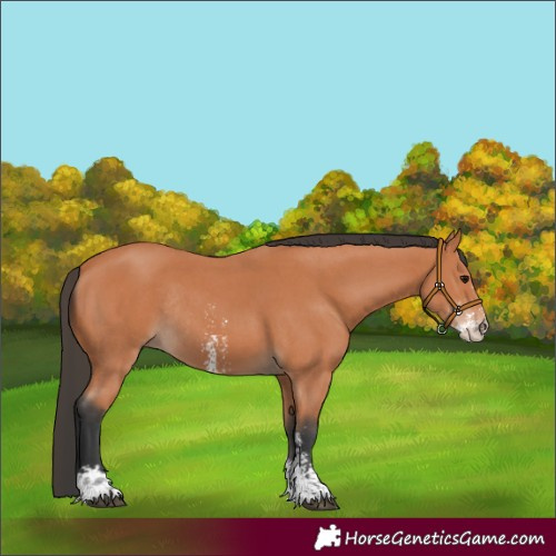 Horse Color:Bay Sabino Rabicano 