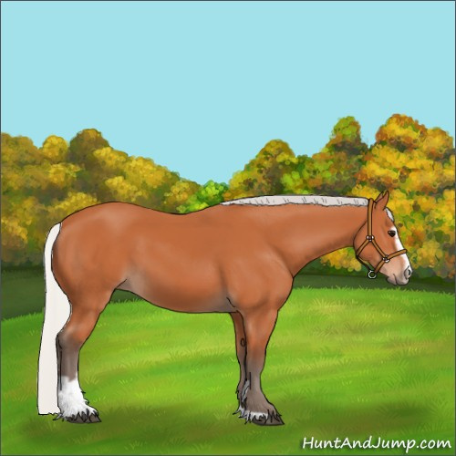 Horse Color:Silver Bay Sabino 