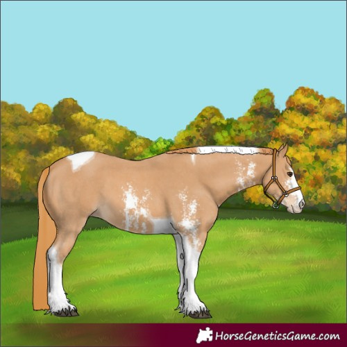 Horse Color:Chestnut Sabino Tobiano 