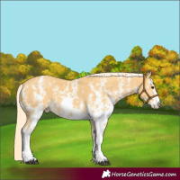Horse Color:Palomino Sabino