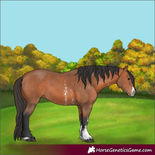 Horse Color:Bay Sabino 