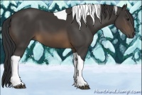 Horse Color:Buckskin Tobiano