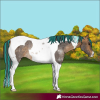 Horse Color:Painted Buckskin Tobiano Rabicano 