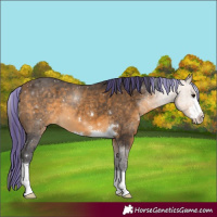 Horse Color:Painted Buckskin 
