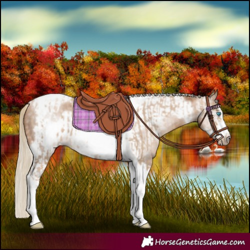 Horse Color:Chocolate Palomino Pearl Tobiano Frame and Gray Chocolate Palomino Pearl Tobiano Frame