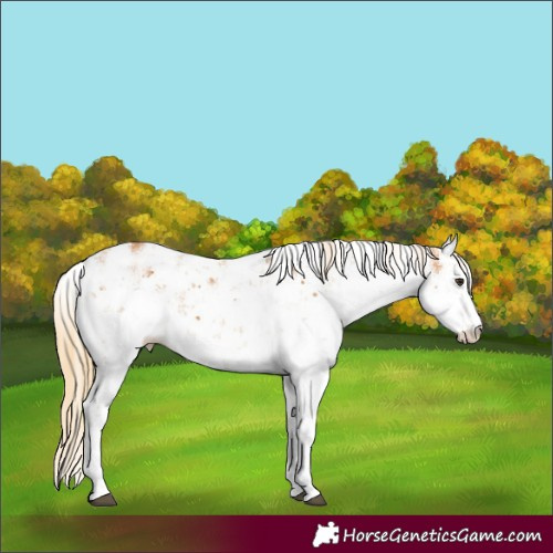 Horse Color:Chestnut Sabino