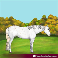 Horse Color:Chestnut Sabino