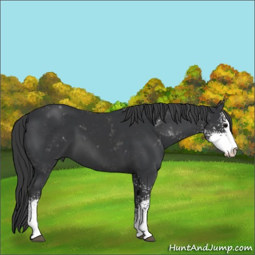 Horse Color:Black Sabino 