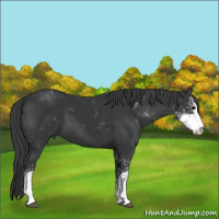 Horse Color:Black Sabino 