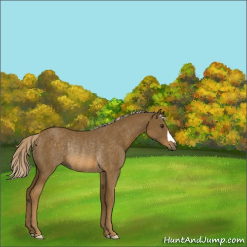 Horse Color:Chocolate Palomino Rabicano 