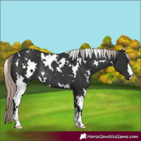 Horse Color:White Spotted Liver Chestnut Mushroom Rabicano 