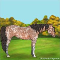Horse Color:Bay Ice 