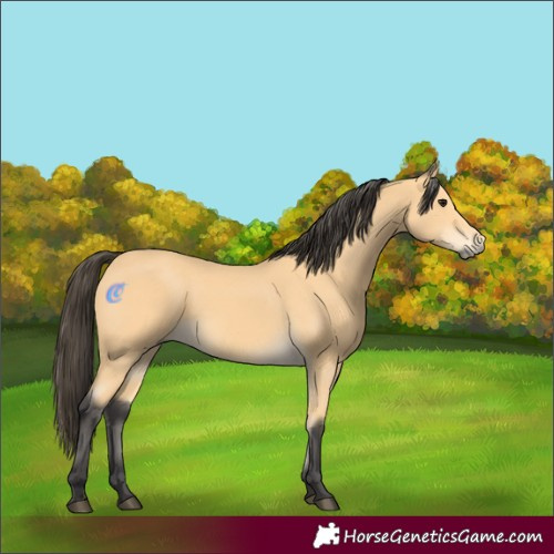 Horse Color:Buckskin 