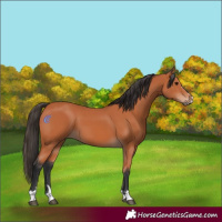 Horse Color:Bay 