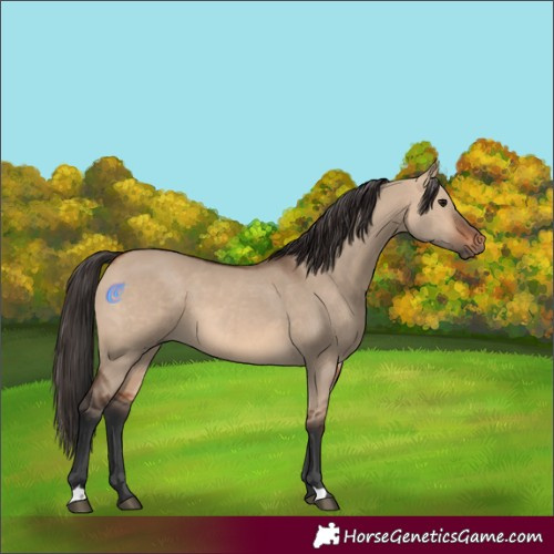 Horse Color:Bay Dun