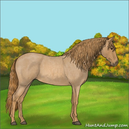 Horse Color:Red Roan
