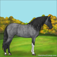 Horse Color:Blue Roan Tobiano 