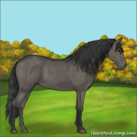 Horse Color:Black 