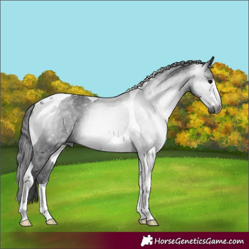 Horse Color:Gray Black Tobiano