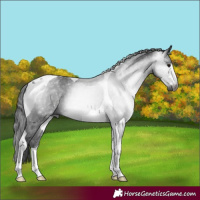 Horse Color:Gray Black Tobiano 