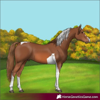Horse Color:Chestnut Tobiano