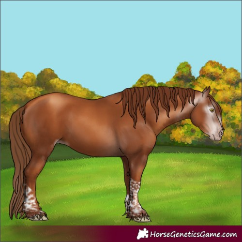 Horse Color:Gray Gold Champagne Tobiano 