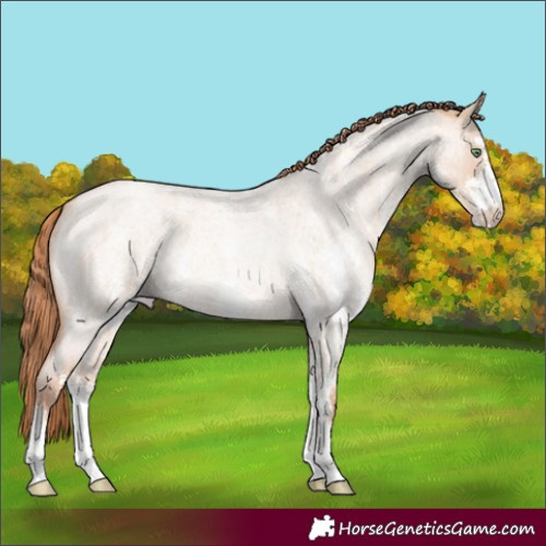 Horse Color:Gold Champagne Roan Dun Sabino