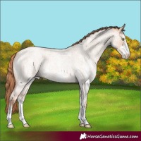 Horse Color:Gold Champagne Roan Dun Sabino 