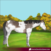 Horse Color:Brown Dun Splash Tobiano 