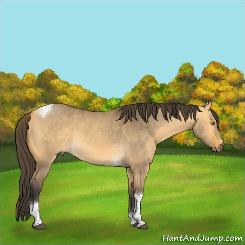 Horse Color:Buckskin Dun Tobiano 
