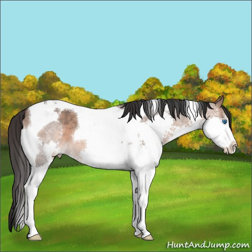 Horse Color:Brown Dun Mushroom Splash Tobiano 
