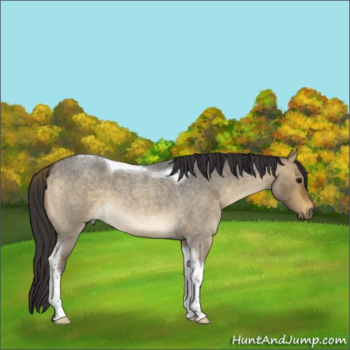 Horse Color:Buckskin Roan Dun Tobiano 